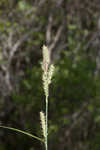 Buxbaum's sedge